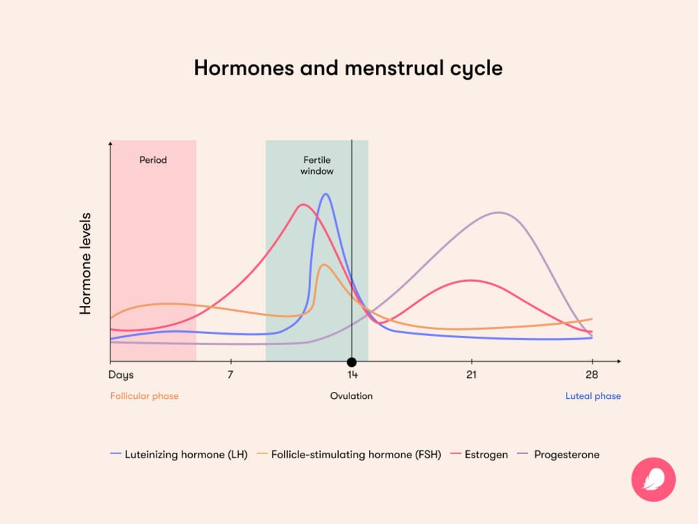 The menstrual cycle Understanding your menstrual phases